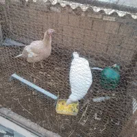 دو عدد بوقلمون ماده و یک خروس