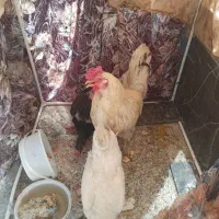 سه عدد مرغ بایه خروس