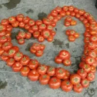 صیفی جات و میوه جات