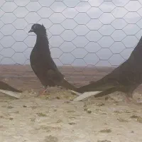 زاغ دم سفید به شرط