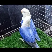 طوطی کوتوله برزیلی سه عدد نر بالغ اوپلاین ویولت