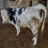 گاو|حیوانات مزرعه|سلطانیه, |دیوار