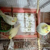 عروس هلندی دو ماهه|پرنده|بناب, |دیوار