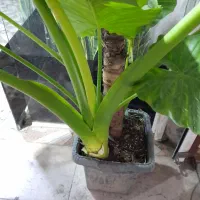 گیاه بابا آدم|گل و گیاه طبیعی|قدس, شهر‌قدس|دیوار