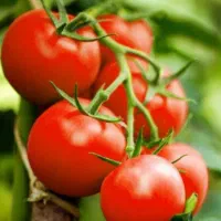 اجاره زمین کشاورزی برای گوجه