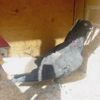 اشعل ماده درجه یک|پرنده|خرمشهر, |دیوار