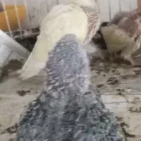 جوجه کوتوله سرلاکی|پرنده|نیشابور, فردوسی جنوبی|دیوار