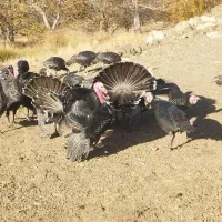 بوقلمون|حیوانات مزرعه|بروجرد, |دیوار