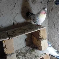 کفتر پرشی|پرنده|قیدار, |دیوار