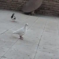 ۴عدد کبوتر