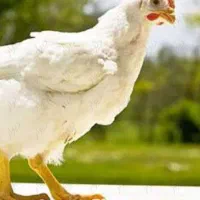 فروش-زمین-کشاورزی-با-مجوز-مرعداری-گوشتی