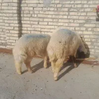 برنر|حیوانات مزرعه|کرخه, |دیوار