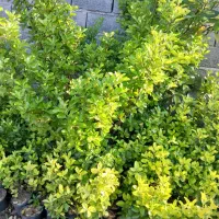 شمشاد طلایی و سبز ۳ ساله