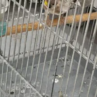 سهره نر تازه تخت جوجه قفس شرور