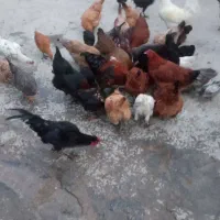 مرغ وخروس ووار