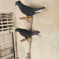 کفتر کبوتر دم سفید|پرنده|شیراز, نیستان|دیوار