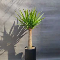نخل یوکا، ۷۵ درصد تخفیف/ بدون گلدان|گل و گیاه طبیعی|تهران, صادقیه|دیوار