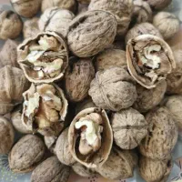 گردو
