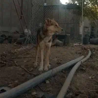 توله سگ|سگ|رزن, |دیوار