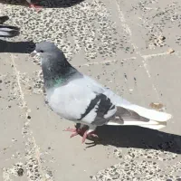 کبوتر چپ سبز نر