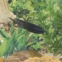 ماهی سیچیلاید 45تومن مفت