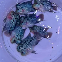 انواع نژاد ماهی فلاور