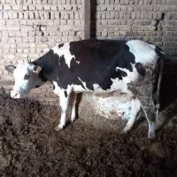 فروس یک راس گوساله ماده چاق  کشتاری