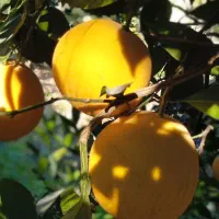 پرتقال تامسون شیرین آب دار|خوردنی و آشامیدنی|قائم‌شهر, |دیوار