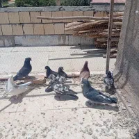 کبوتر