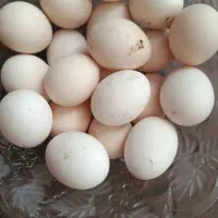 تخم مرغ گلین تازه