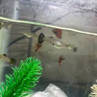 ماهی زینتی گوپی قیمت عالی