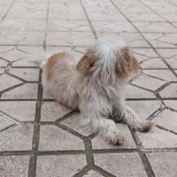 سگ پاکوتا