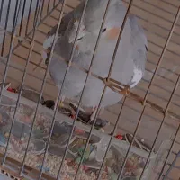 عروس هلندی|پرنده|جوانرود, |دیوار