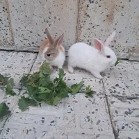 یک جفت خرگوش