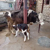 گاو شیری با گوساله نر