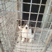 توله قدرجانی ۲ماهه