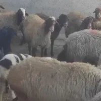 میش بره|حیوانات مزرعه|خنداب, |دیوار