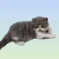 تجربه یک زندگی متفاوت و لاکچری/حر آج گربه kittycat|گربه|تهران, گیشا|دیوار
