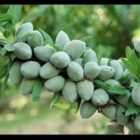 نهالکده نوین رویش نهالستان|خدمات باغبانی و درختکاری|یاسوج, |دیوار