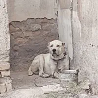 سگ برا کشش