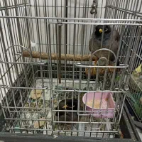 مرغ مینا پر حرف معاوضه با اکواریوم