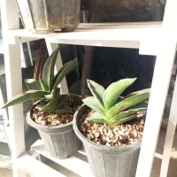 گل خاص و زیبا|گل و گیاه طبیعی|شیراز, رازی|دیوار