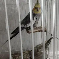 عروس هلندی جفت