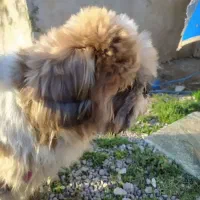 سگ شیتزو فلت۲۵۰۰