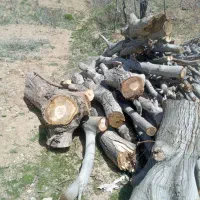 چوب گردو ۱تا۲ تن