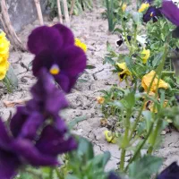 نیازمند پرستار برای سالمند