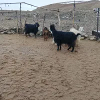 بز و بزغاله|حیوانات مزرعه|شیروان (لرستان), |دیوار