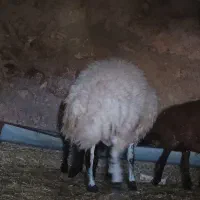 فروش بره|حیوانات مزرعه|زنده رود, |دیوار