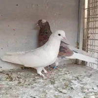 کبوترهماسرور|پرنده|کهریزک, |دیوار