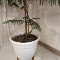 کاج مطبق سالم و نمای زیبا|گل و گیاه طبیعی|کرج, فاز ۵ مهرشهر|دیوار